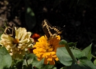 West (14)  Butterfly